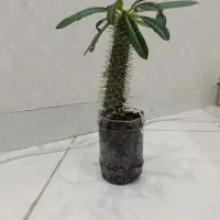 گل ماداگاسکار