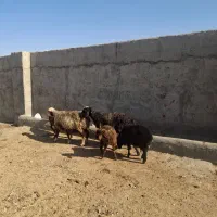 میش و بره میش زاییده