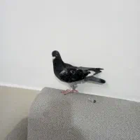 پرنده کفتر، گلبسر، فنچ سهره قناری