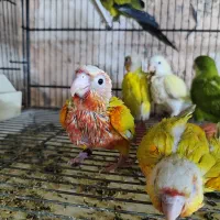 ردچیک راهب طوطی سرلاکی و دونخور|پرنده|اسفراین, |دیوار