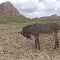 الاغ ماده درشت گله ای
