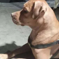 توله سگ 6 ماهه پیت بول