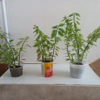 گلهای پدیلانتوس