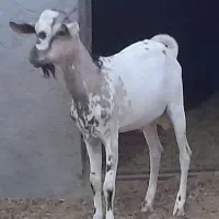 فروش پازن کهره نر