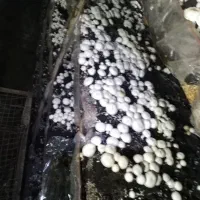 قاارچ تازه به قیمت عمده