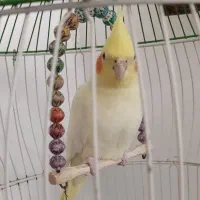 ۳ عدد عروس هلندی ۲ تا سفید ۱ دونه طوسی|پرنده|رامسر, |دیوار