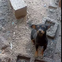 سگ نگهبان جهت معاوزه