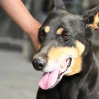 معاوضه ماده روتوایلر دوبرمن پا کوتاه