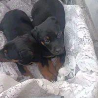 توله سگ دوبرمن اصیل