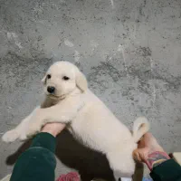 عراقی پژدر|سگ|اردبیل, |دیوار