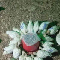 جوجه چهل روزه بوقلمون