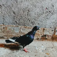 کفتر