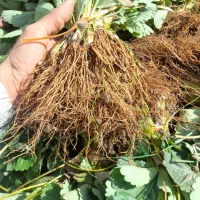 فروش نشای توت فرنگی