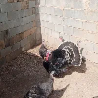 بقلمون ومرغ وخروس محلی