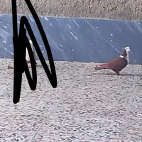 گم کردم|حیوانات|زابل, |دیوار