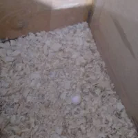 فروش یک جفت عروس مولد اولین تخم گذاشته|پرنده|ایرانشهر, |دیوار