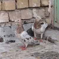 کبوتر هفرنگ زرد همدانی اصل .جوون و ذات دار