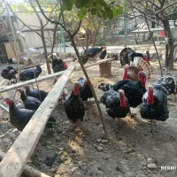 بوقلمون نر برنز