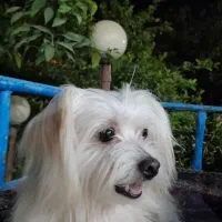 سگ شیتزو مهربون آموزش دیده