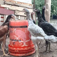 مرغ وخروس لاری نژاد دار اصیل