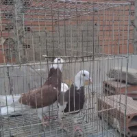 کبوتر حدود۳۰تا یجا کبوترا فوق العاده هستن|پرنده|بومهن, |دیوار