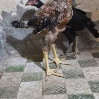 بوقلمون ولاری|حیوانات مزرعه|یزد, |دیوار