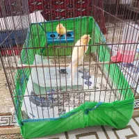 قناری نرو ماده