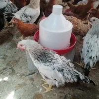 جوجه مرغ و خروس 4ماهه