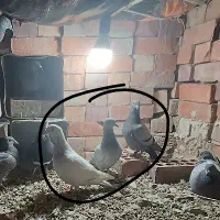 کبوتر پلاکی|پرنده|رابر, |دیوار