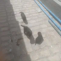 واگذاری طوله