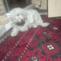 سگ. خانگی دست آموز خیلی باهوش|سگ|سبزوار, هویزه|دیوار