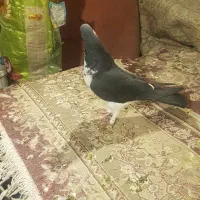 کبوتر جفتی نر وماده|پرنده|شیراز, حومه شیراز|دیوار