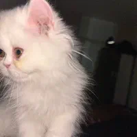 پرشین سوپر فلت ۳ ماهه انگل تراپی واکسن زده شده