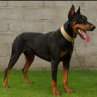 دوبرمن یک ساله نر