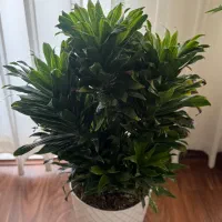 کامپکت 6تایی|گل و گیاه طبیعی|تهران, نیروی هوایی (پیروزی)|دیوار