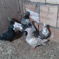 کبوترصید|پرنده|اسفراین, |دیوار