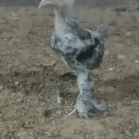 جوجه برهما ۴۰ روزه