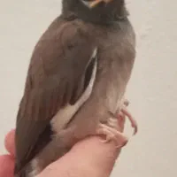 جوجه مینا