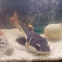 2 عدد ردتیل ماهی با اکواریوم و لوازم