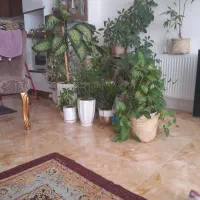 گل وگیاه با گلدان