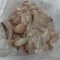بچه فیله سینه مرغ