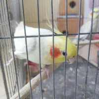 یک جفت عروس هلندی