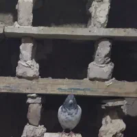 دو عدد کبوتر نر|پرنده|نمین, |دیوار