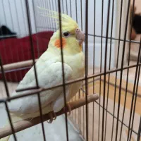 عروس هلندی نر لوتیتو ۷ماهه