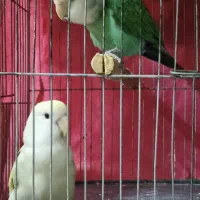 طوطی برزیلی مولد|پرنده|شاهین‌شهر, خانه کارگر|دیوار