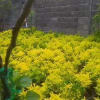 فروش شمشادطلایی.یاس و توپی سبز