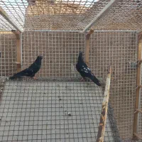 جوجه کله سیاه