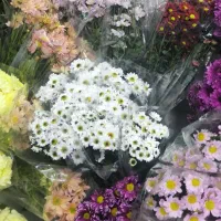 گل داوودی رنگی شب یلدا|گل مصنوعی|مشهد, الهیه|دیوار