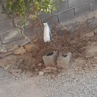 خرگوش|موش و خرگوش|جونقان, |دیوار