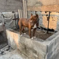 امریکن بولی